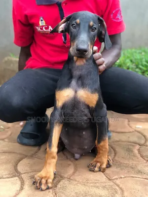 1-3 months Male Purebred Doberman Pinscher