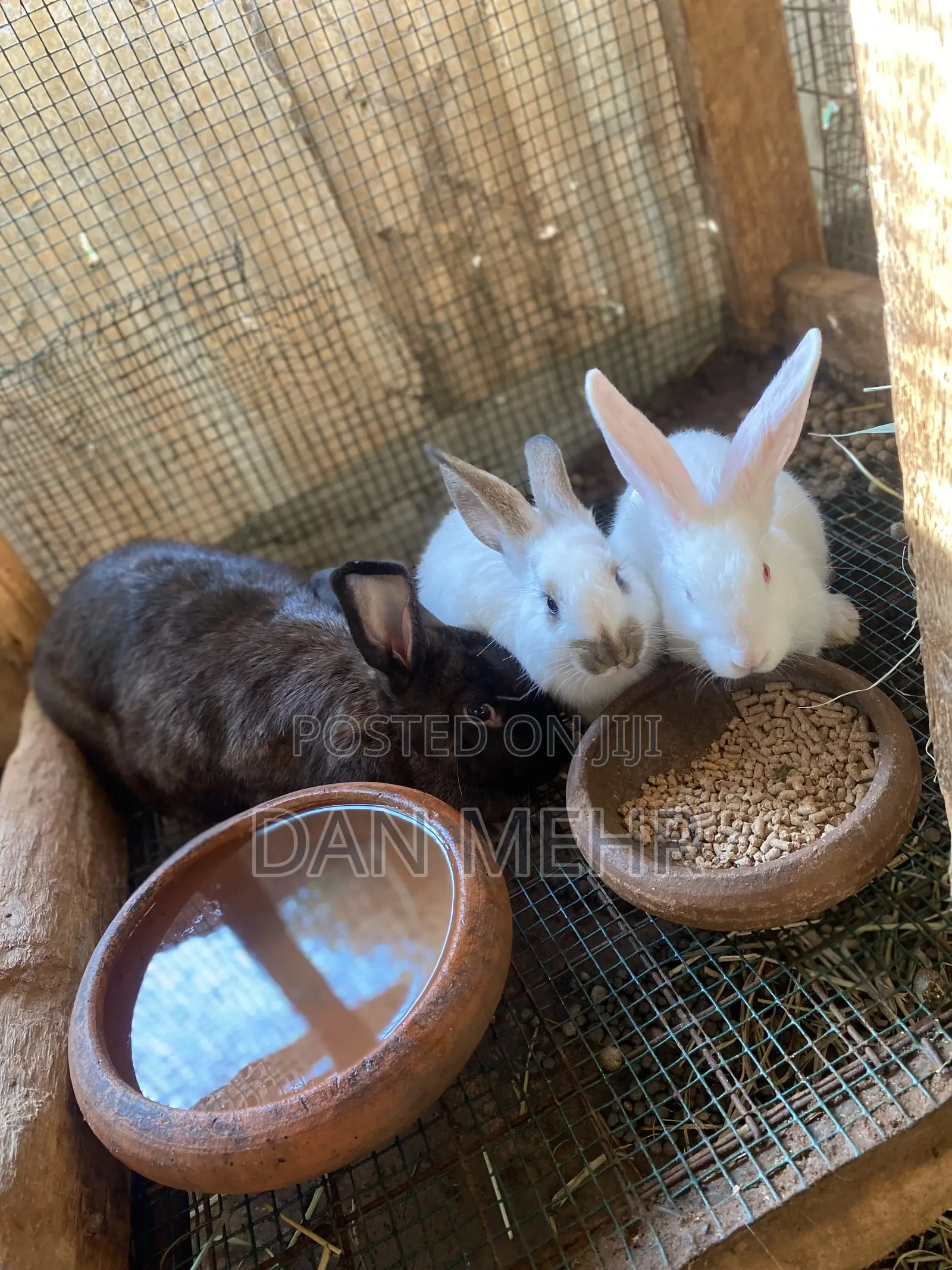 Giant Rabbits