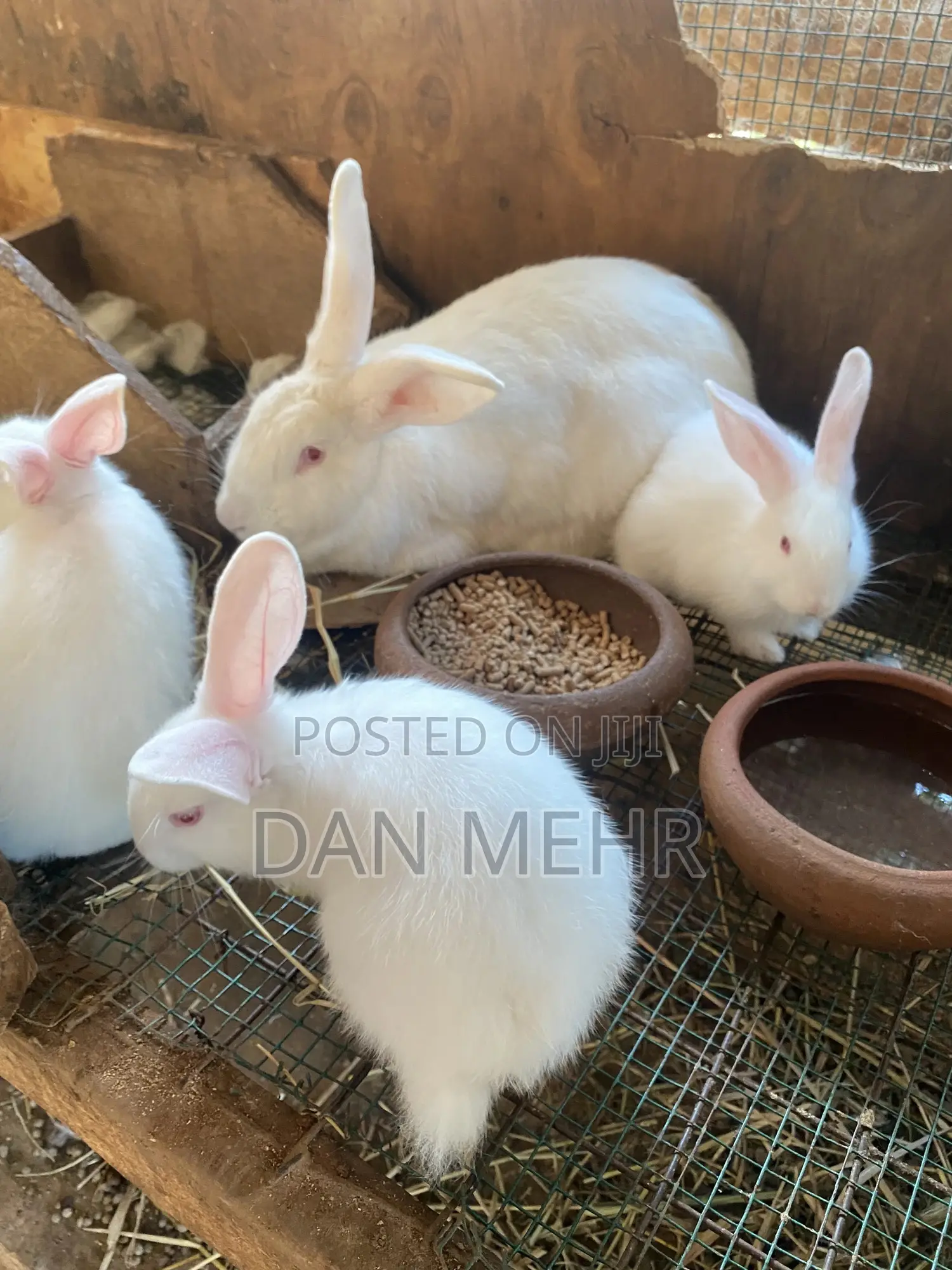 Giant Rabbits