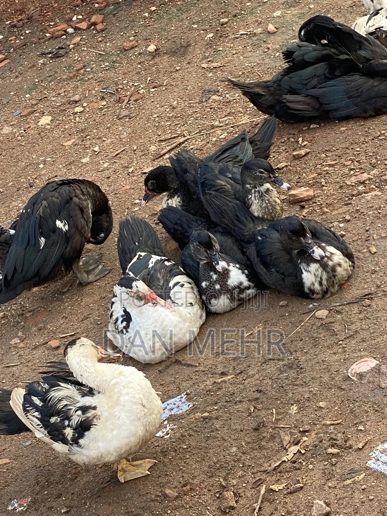 Local Ducks