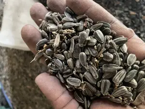 Sunflower Seeds 10kg