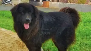 6-12 months Male Purebred Caucasian Shepherd