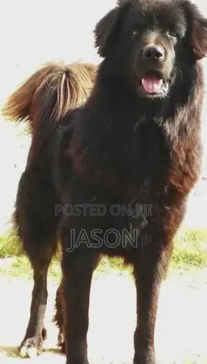 6-12 months Male Purebred Caucasian Shepherd