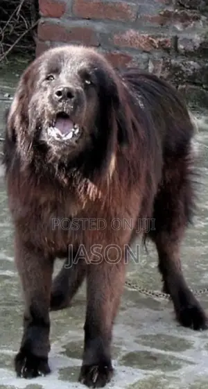 6-12 months Male Purebred Caucasian Shepherd