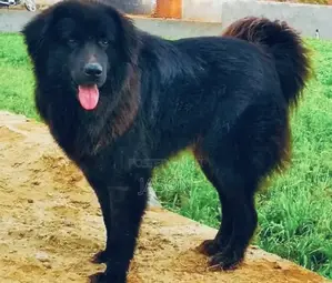 6-12 months Male Purebred Caucasian Shepherd