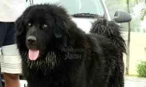 6-12 months Male Purebred Caucasian Shepherd
