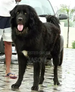 6-12 months Male Purebred Caucasian Shepherd