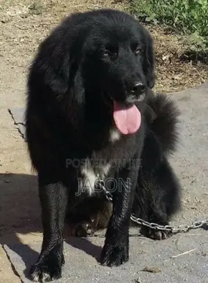 6-12 months Male Purebred Caucasian Shepherd