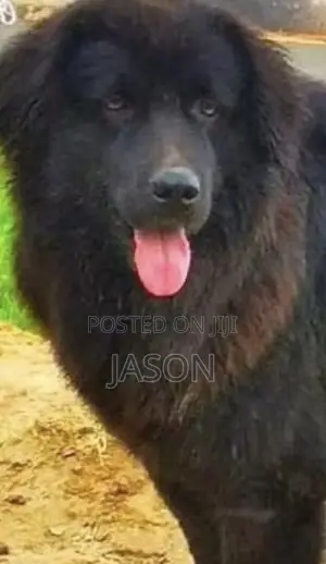 6-12 months Male Purebred Caucasian Shepherd