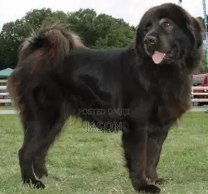 6-12 months Male Purebred Caucasian Shepherd