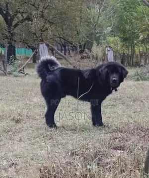 6-12 months Male Purebred Caucasian Shepherd