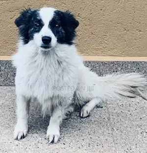 6-12 months Male Purebred Japanese Spitz