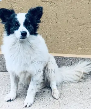 6-12 months Male Purebred Japanese Spitz