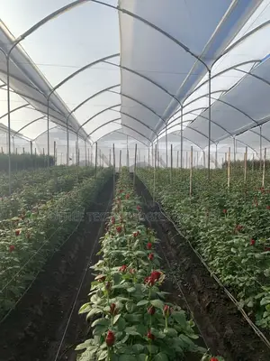 Commercial Greenhouse Design