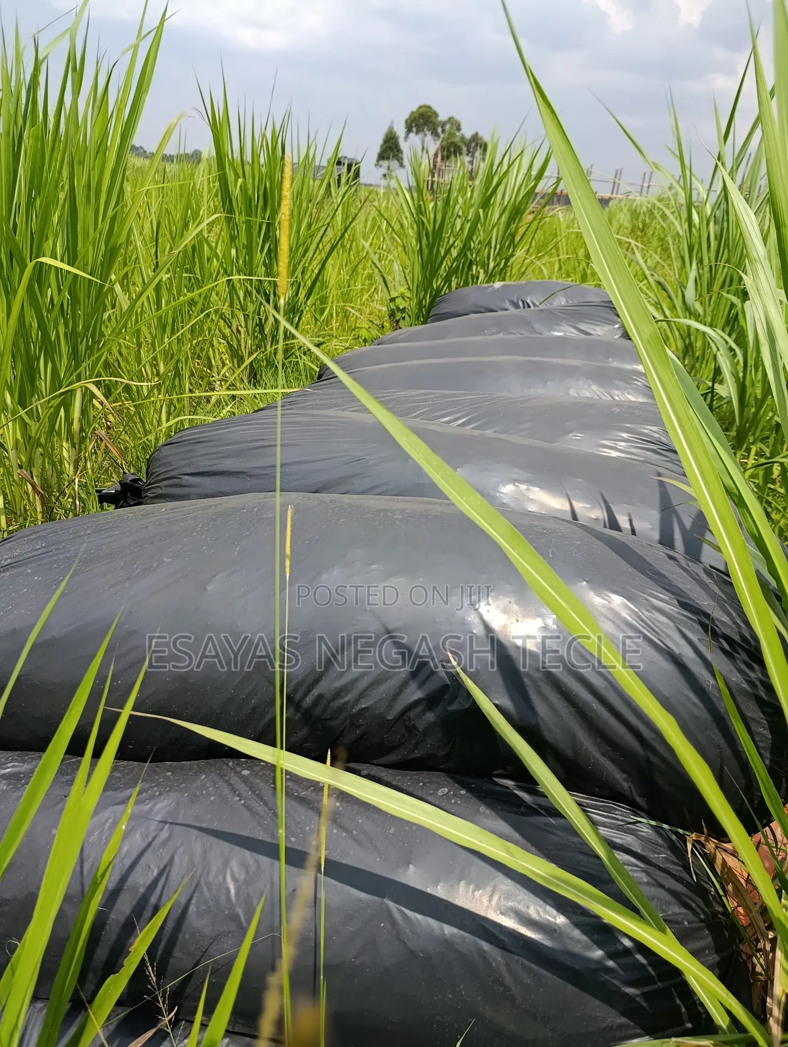 Silage (Napier)
