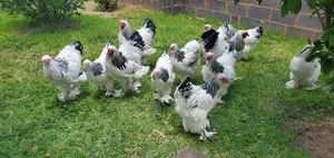 Brahma Chickens