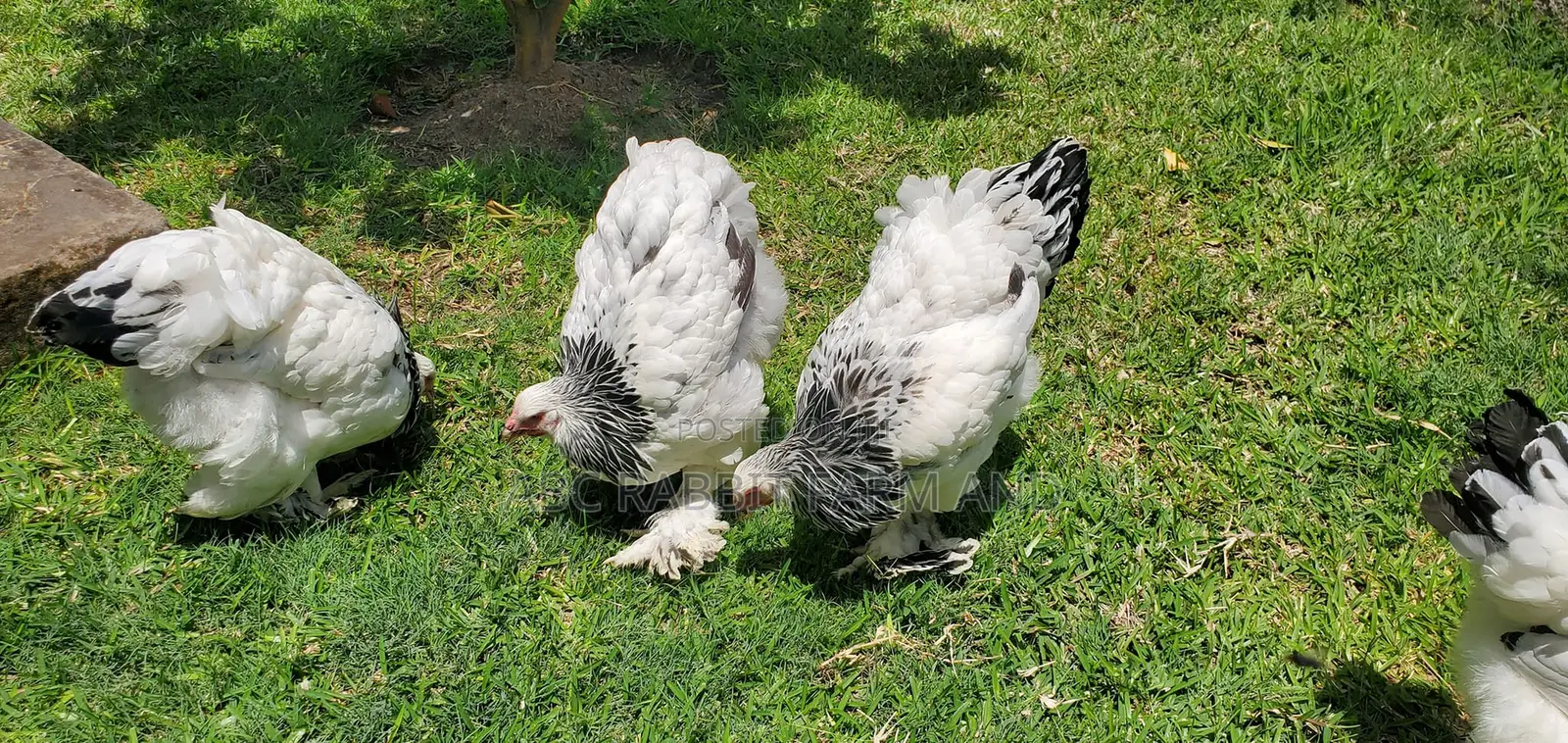 Brahma Chickens