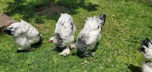 Brahma Chickens