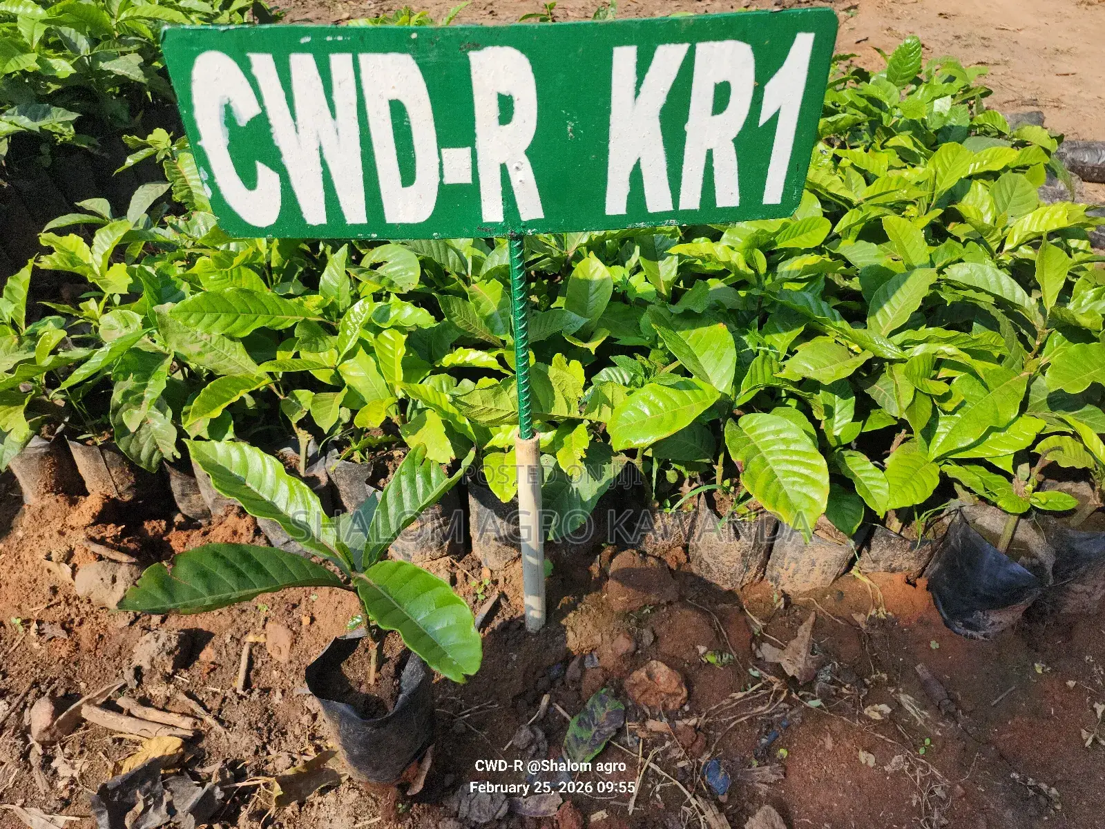 Kr-1 (Coffee Wilt Disease - Resistant Variety)