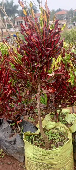 Brighten Up With Croton 