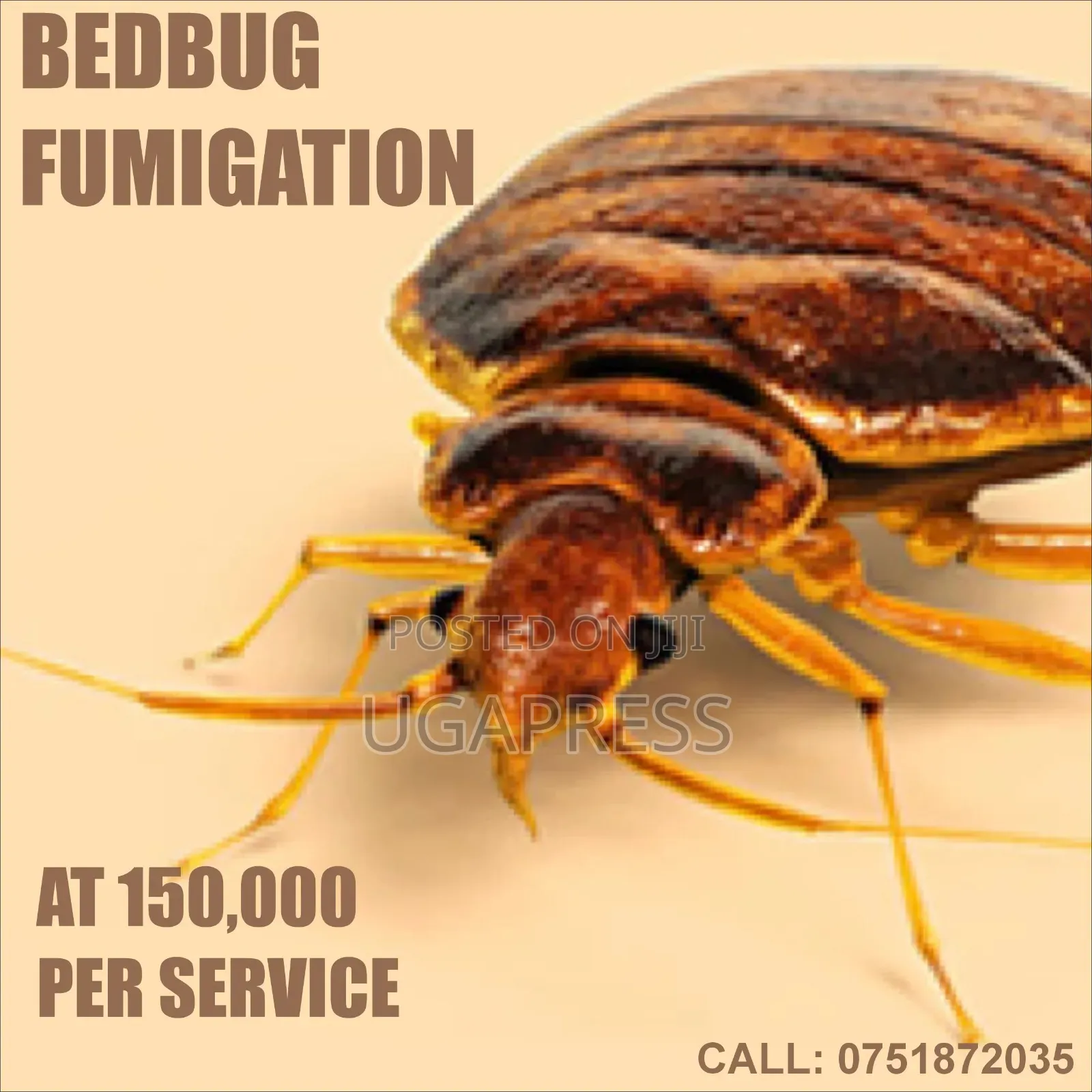 Bedbug Fumigation Services