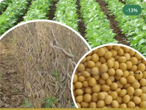Soya Bean Seeds Maksoy 6n 25kg Per Acre