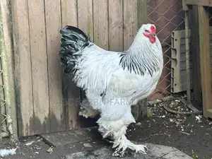 Brahma Chickens 1-2 Months Old