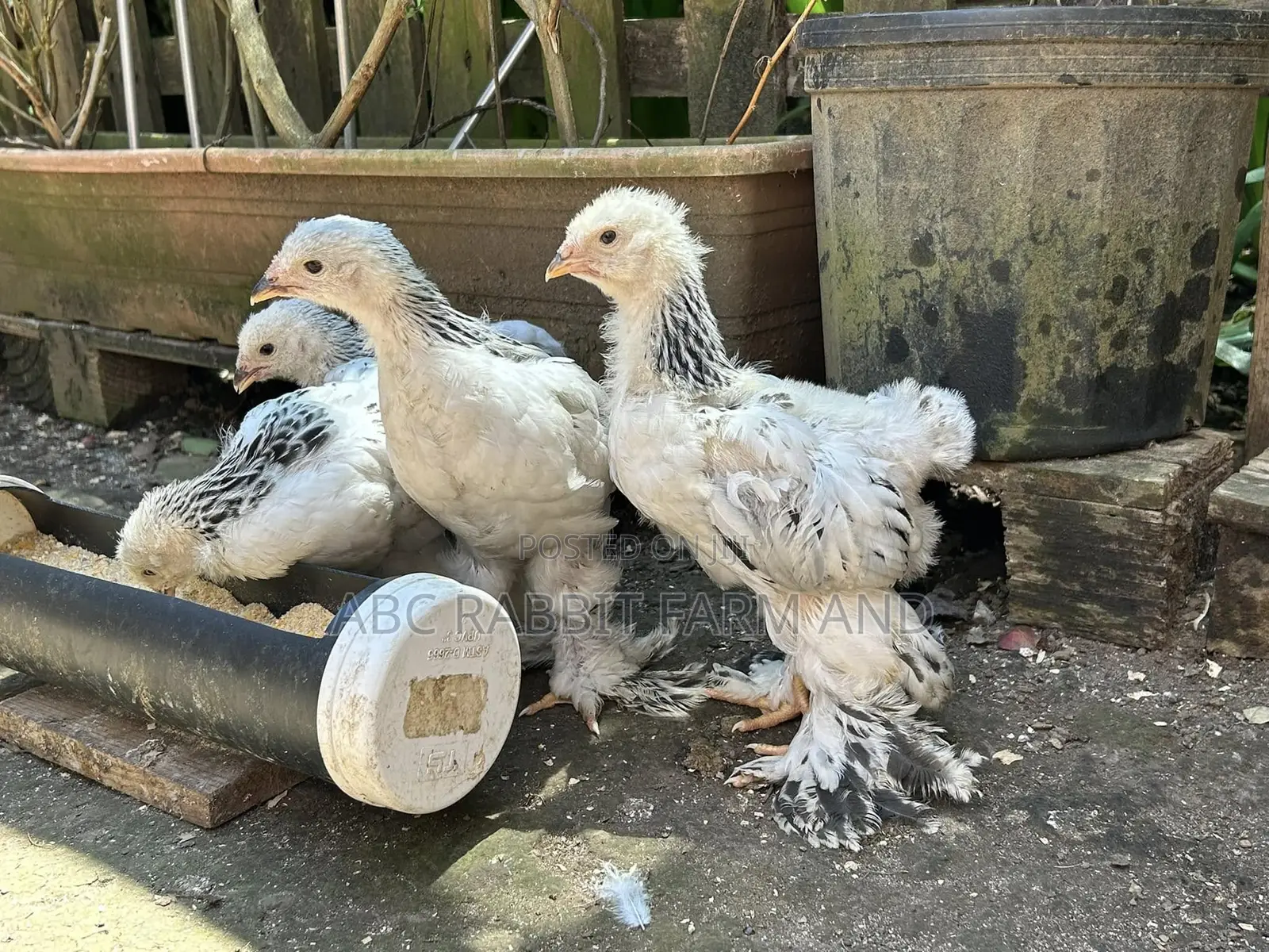 Brahma Chickens 1-2 Months Old