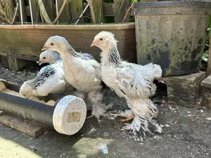Brahma Chickens 1-2 Months Old
