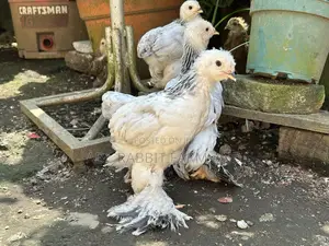 Brahma Chickens 1-2 Months Old