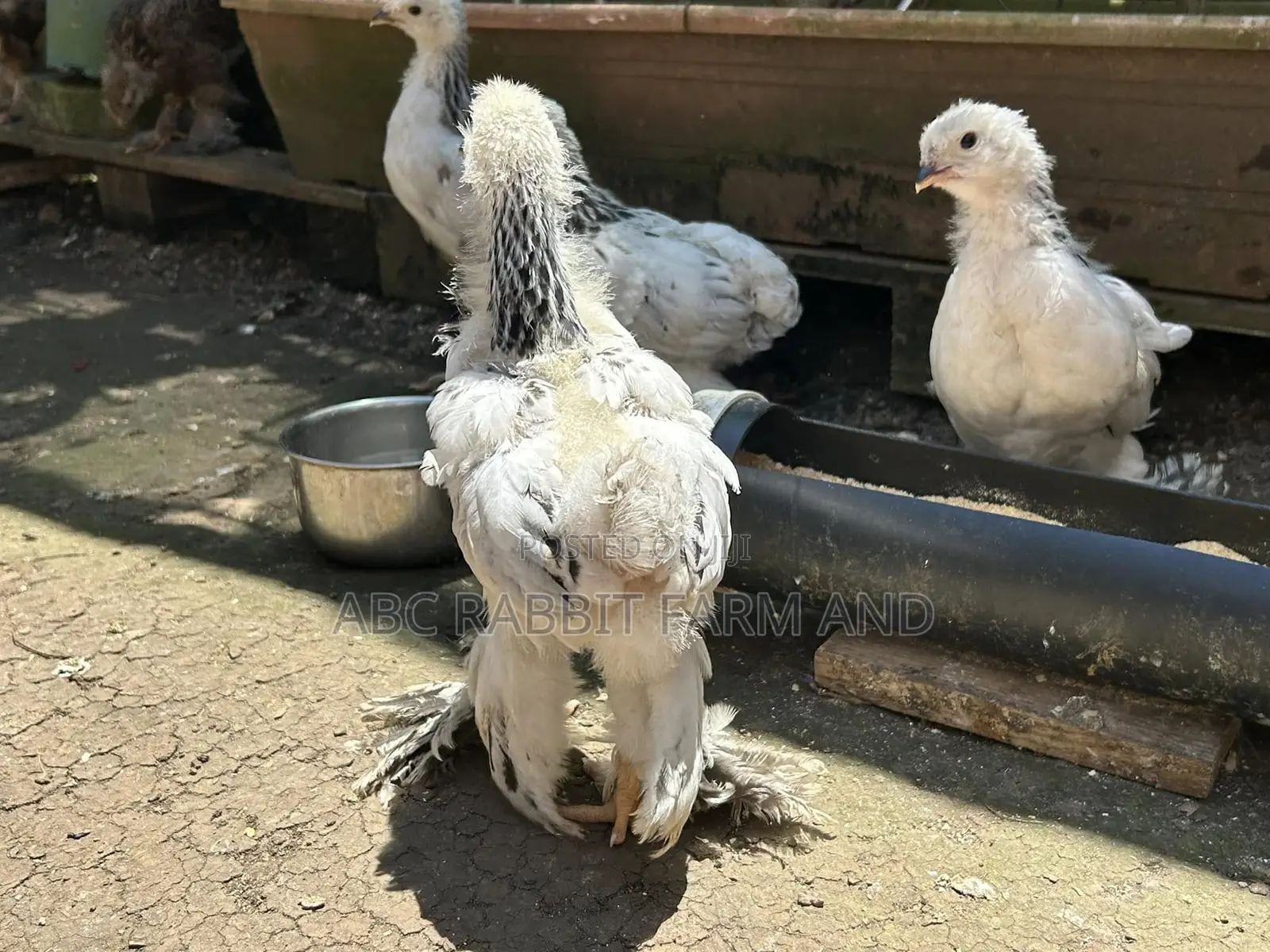 Brahma Chickens 1-2 Months Old