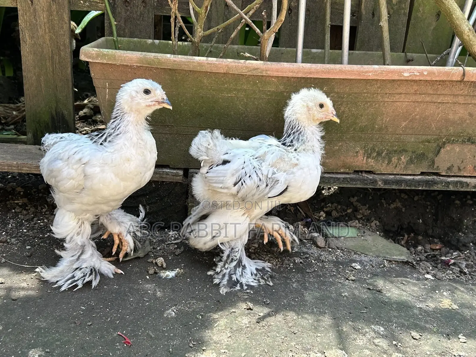 Brahma Chickens 1-2 Months Old
