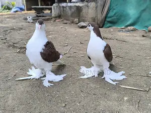 Lahore Pigeon Bronze Pair