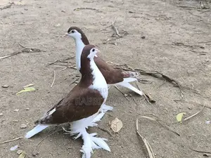 Lahore Pigeon Bronze Pair