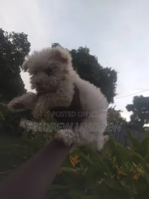 1-3 months Male Purebred Maltese