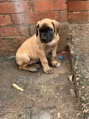 1-3 months Female Purebred Boerboel