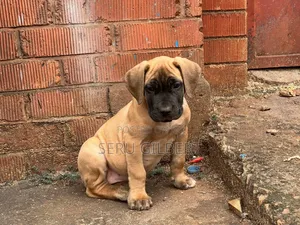 3-6 months Female Purebred Boerboel