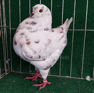 King Pigeon