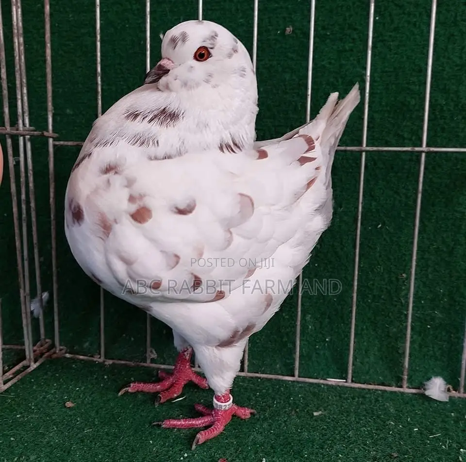King Pigeon