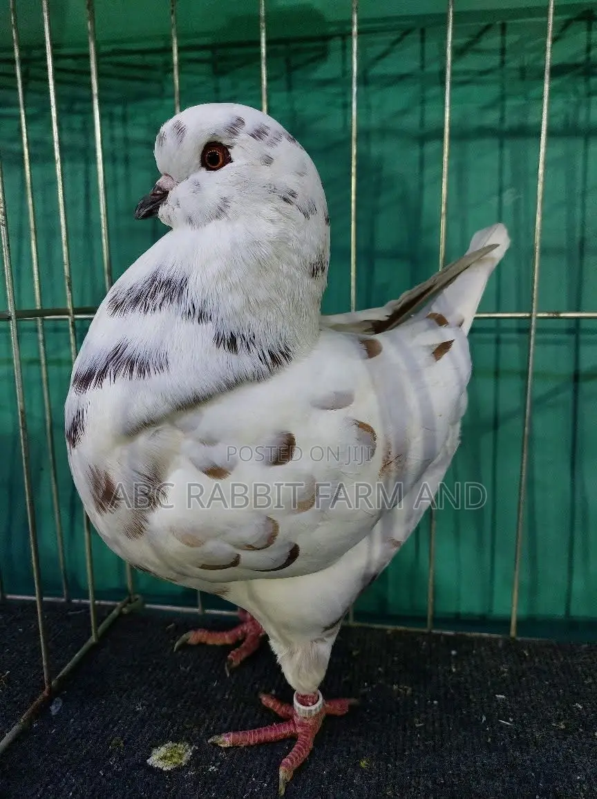 King Pigeon
