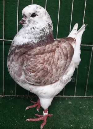 King Pigeon