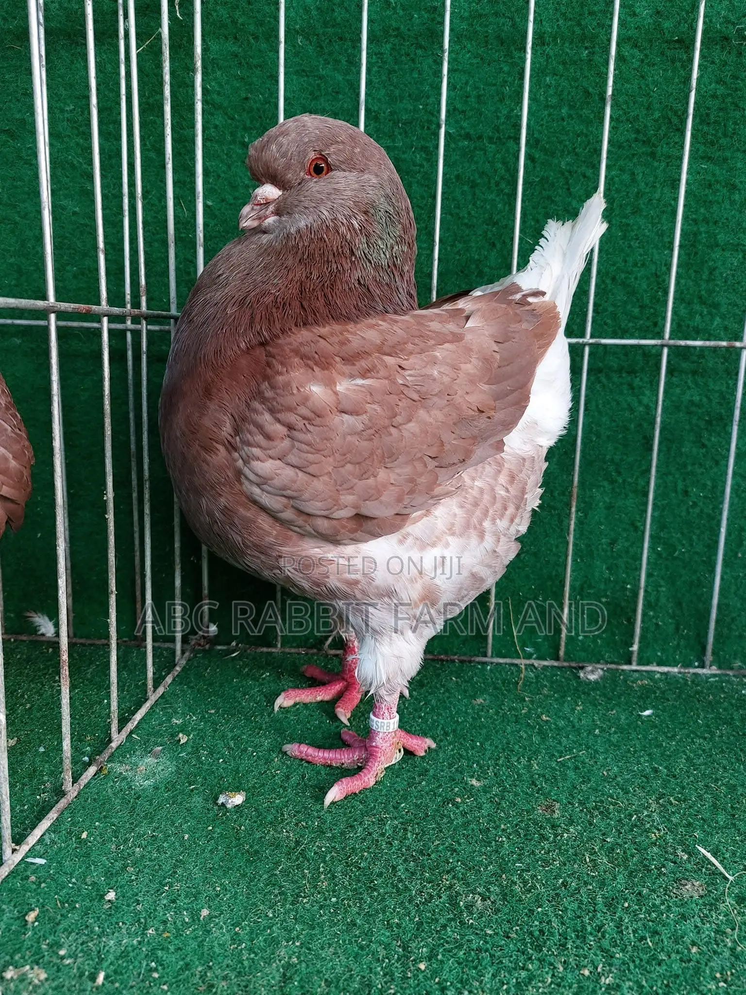 King Pigeon
