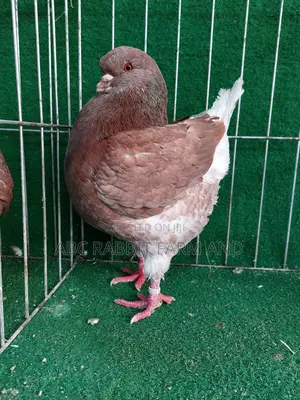 King Pigeon