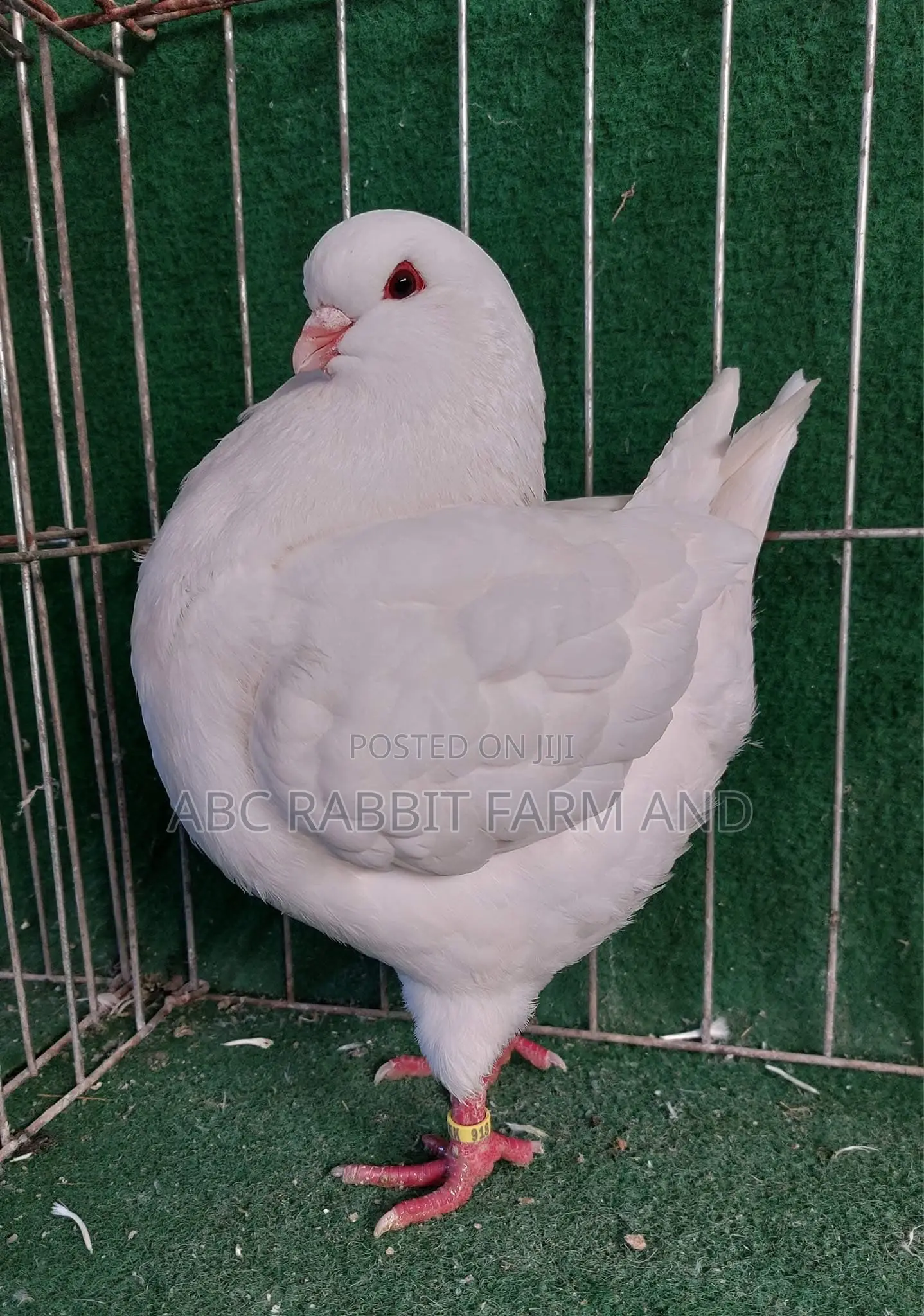King Pigeon