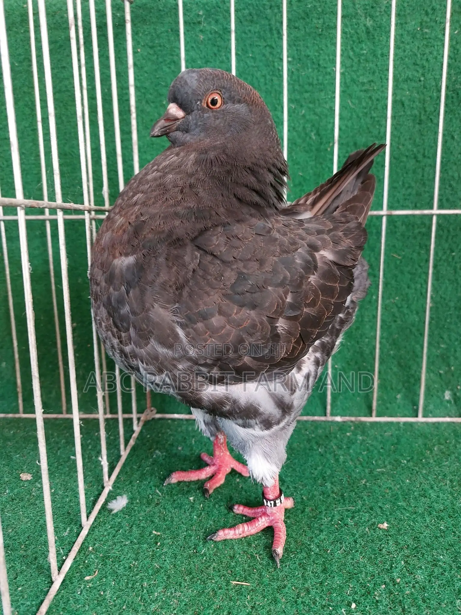 King Pigeon