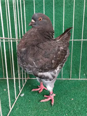 King Pigeon