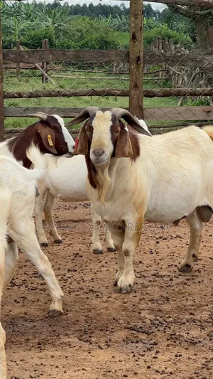 Boer Goats