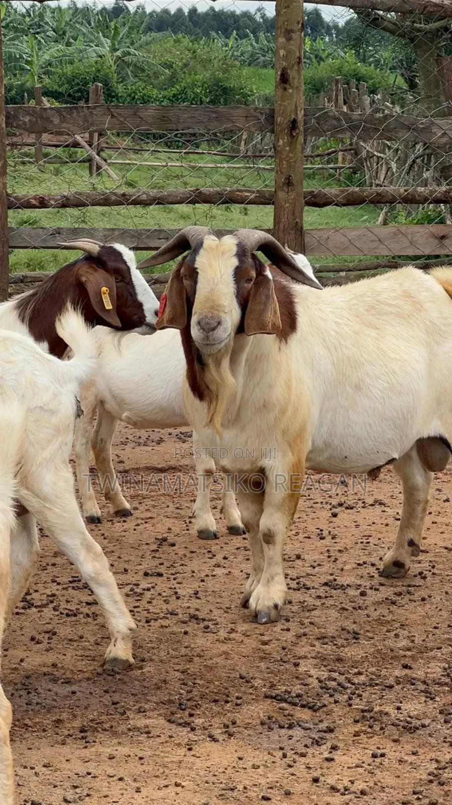 Boer Goats