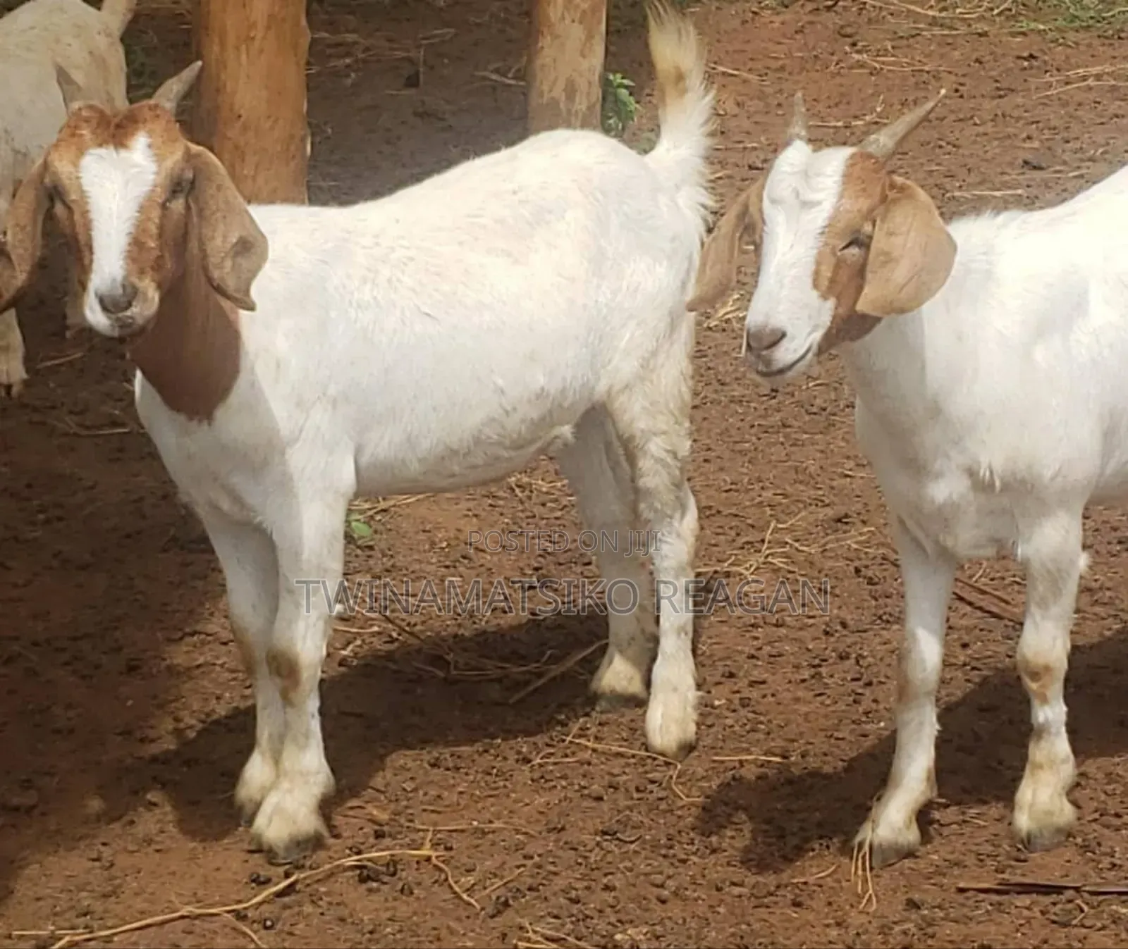 Boer Goats