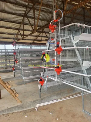 Poultry Cages